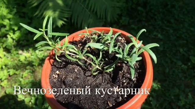 Джамбул. Выращиваем пряность, специю, лекарственную траву