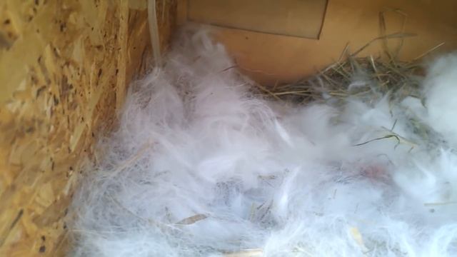 У КРОЛЬЧИХИ было десять КРОЛЬЧАТ разведение и выращивание кроликов смотреть онлайн