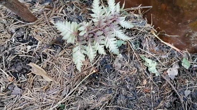 Папоротник Кочедыжник (Metallicum Pictum) кажется пропал. Ждать или выбросить? Июнь 2023
