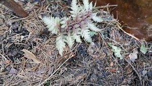 Папоротник Кочедыжник (Metallicum Pictum) кажется пропал. Ждать или выбросить? Июнь 2023