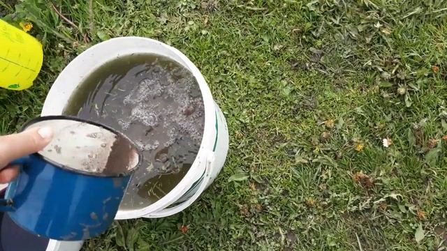 Обязательная подкормка перед цветением клубники для большого урожая.