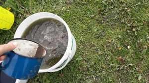 Обязательная подкормка перед цветением клубники для большого урожая.