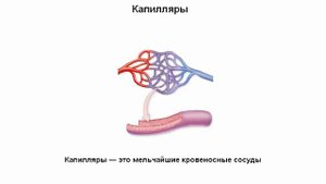 Сосуды: артерии, вены и капилляры / Qan damarları: arteriya, vena və kapilyarlar
