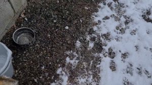 Собаки в восторге от снега