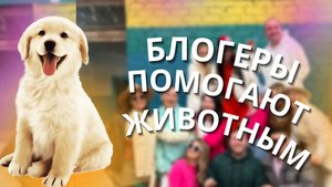 Блогеры помогают животным