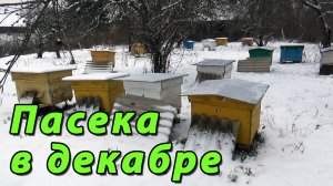 Пасека в декабре. Контроль за зимовкой пчёл. Убираю лишние рамки из ульев