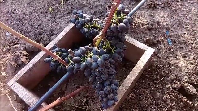 ?ВИНОГРАД ЧАРЛИ(АНТРАЦЫТ)