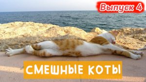 ПРОТРИКОТА ВЫПУСК 4. КОТИКОВ МНОГО НЕ БЫВАЕТ 😁