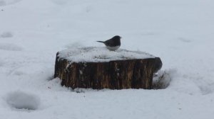 Голодные птицы! Птицы для кошек!