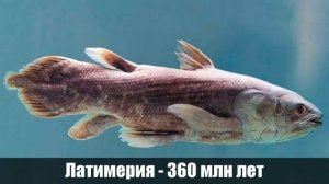 10 самых древних животных на Земле
