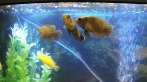 Астронотусы комление астронотусов Цихлиды Astronotus