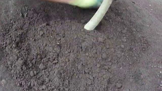 Папайя посадка в землю 31.12 .2021 смотреть онлайн