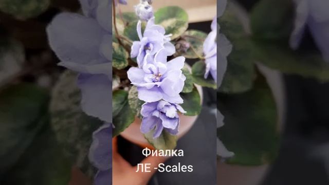 Фиалка ЛЕ-Scales??