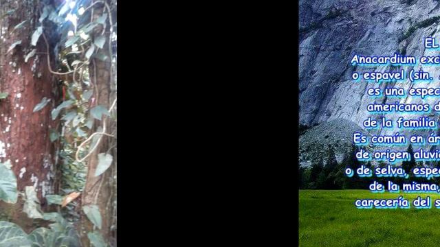 Plantas exoticas.. смотреть онлайн