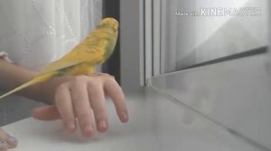 ?ЧТО ДЕЛАТЬ ЕСЛИ ПОПУГАЙ ЗАБОЛЕЛ??|Гоша Гороша