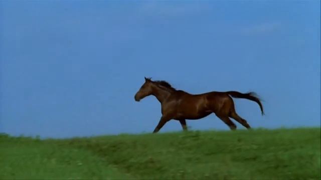 Футаж Бегущая лошадь смотреть онлайн