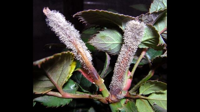 Botrytis cinerea смотреть онлайн