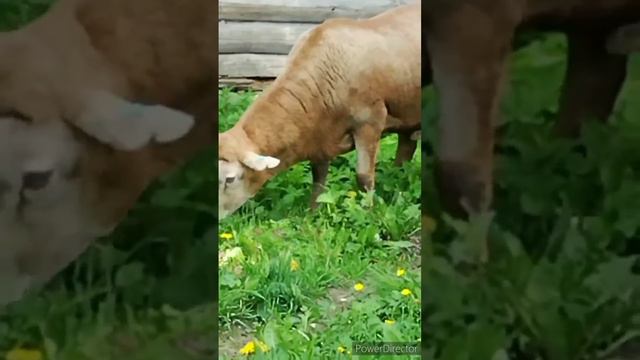 Как выглядят катумские ягнята в три месяца. смотреть онлайн