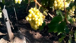 Виноград Аркадия и Кеша готовы к срезке