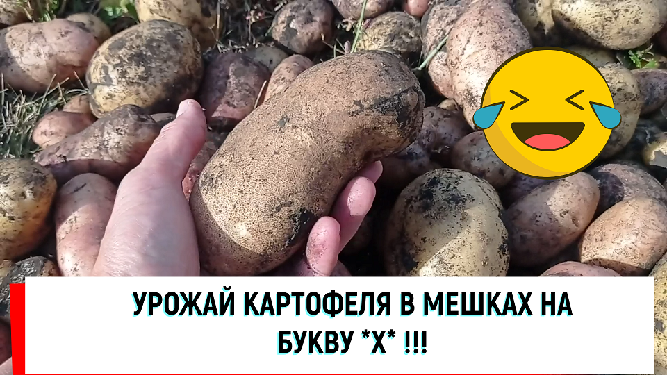 Урожай картофеля общим весом 10 кг. Мешки для сбора картошки. Сбер урожая картошка.