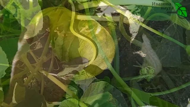 СРОЧНО ОБРЕЖЬТЕ ЭТО У ТЫКВЫ! Прокачка тыквы на урожай, сладость и отличное хранение.