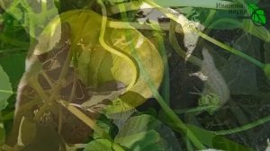 СРОЧНО ОБРЕЖЬТЕ ЭТО У ТЫКВЫ! Прокачка тыквы на урожай, сладость и отличное хранение.