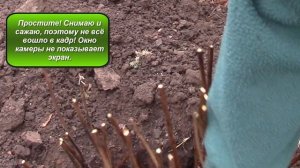Пионы травянистые.  Определяйте место посадки пиона на долгие годы !