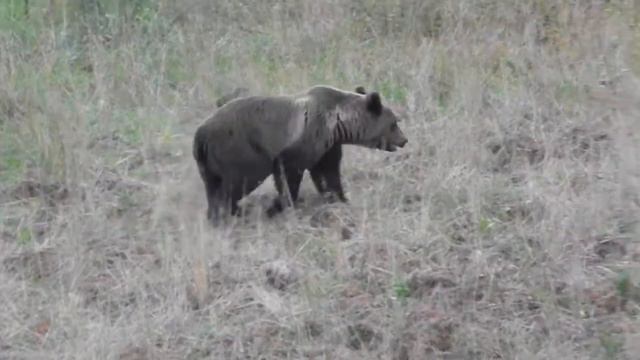 Медведи в окрестностях озера Луково смотреть онлайн