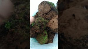 Как посадить мох дома