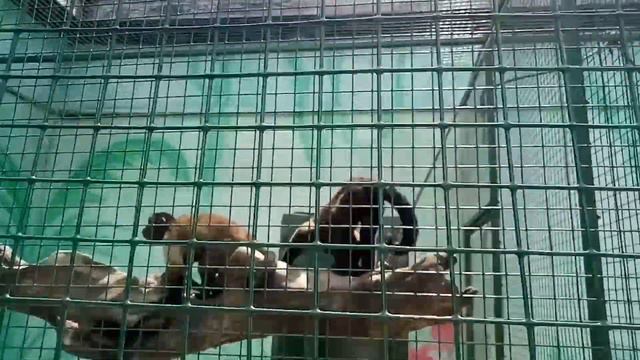 Зоопарк в Джубге | Краснодарский край смотреть онлайн