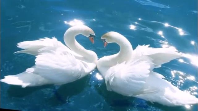 Мелодия любви. смотреть онлайн