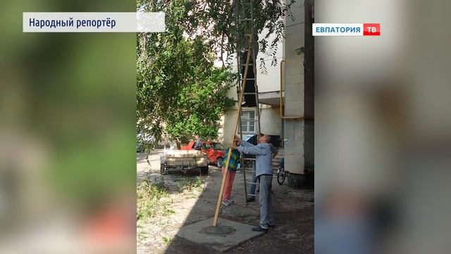 «Народный репортер» - кадры опиловки деревьев смотреть онлайн