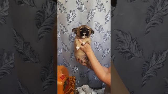 длинношерстный рыжий с черной маской мальчишечка чихуахуа СимферопольКрым продам щенков Мини собачк