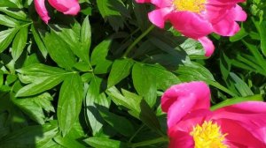 ИРИНИН САД ДЛЯ ДУШИ//ГУЛЯЕМ ПО САДУ//ОТМЕЧАЕМ ДР