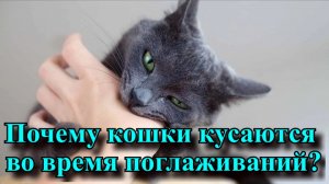 Почему кошки кусаются во время поглаживаний?