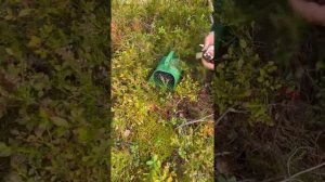 СБОР 10.09.22г БОРОВИКИ КАРЕЛИЯ