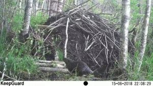 Летние хлопоты бобра и бобренка