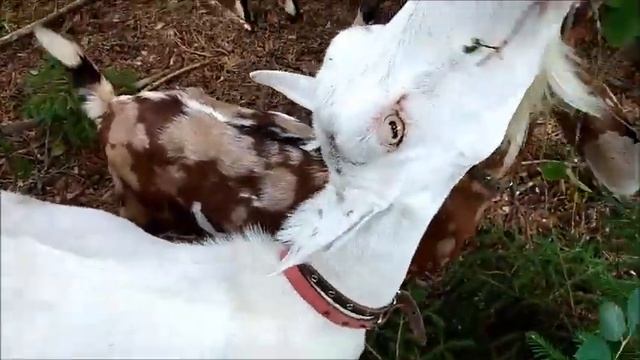 Козлиное лакомство... смотреть онлайн