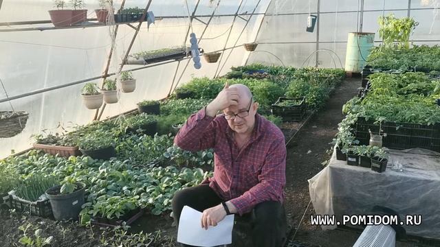 Технология выращивания Любительских Томатов на семена. Как оживить старые семена? Разгибридизация