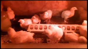 С чего начать выращивание кур бройлеров