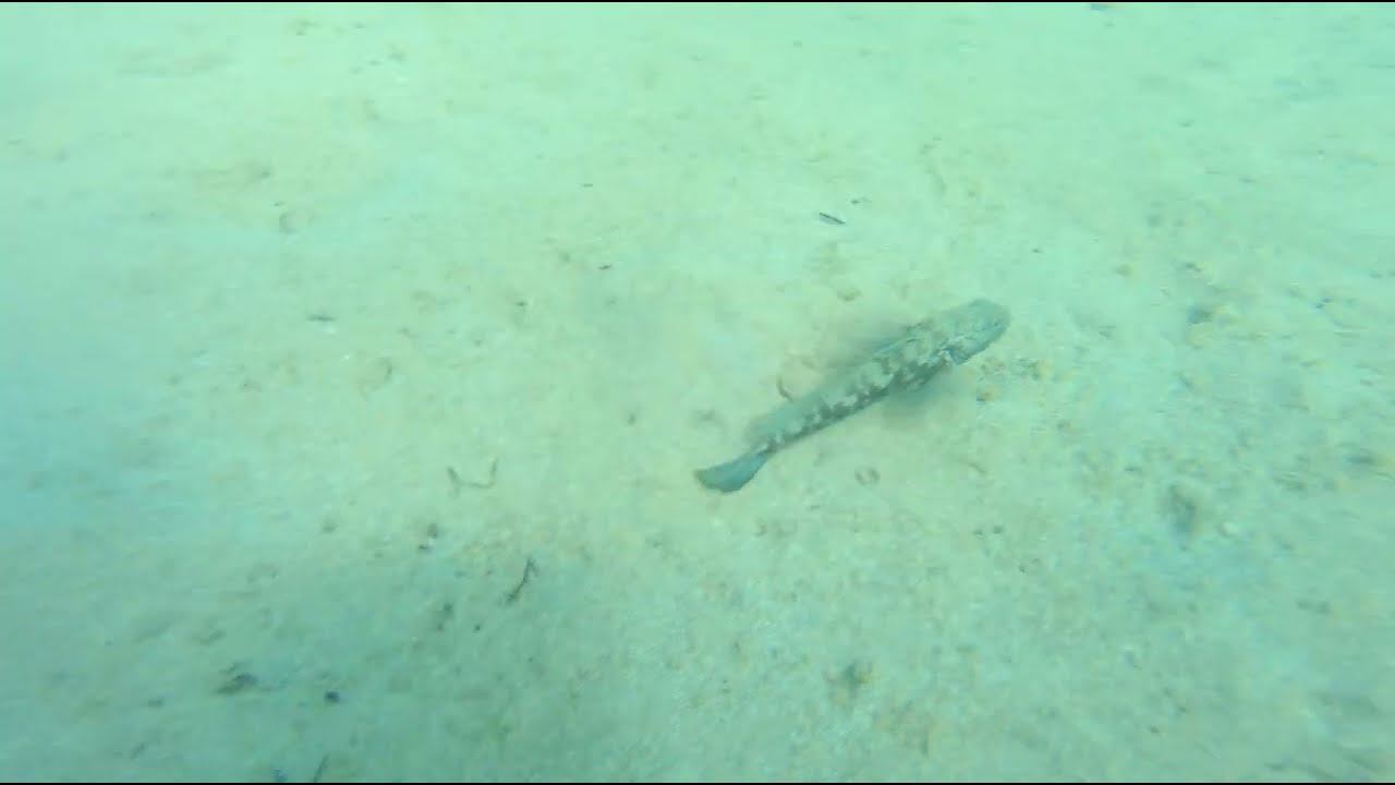 Бычок смотреть онлайн