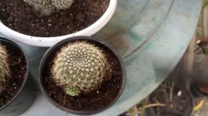 Как правильно пересаживать кактусы? Можно ли пересаживать осенью?