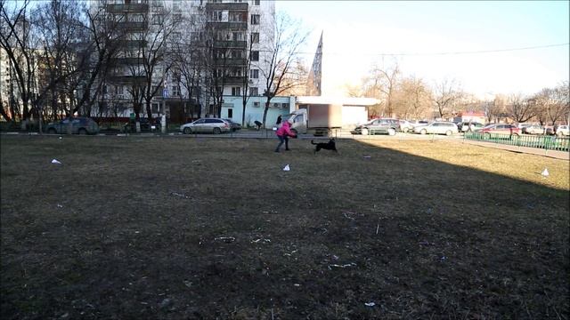 Фризби Вебстайл 2014 Дарья и зенненхунд Гвидон.mp4