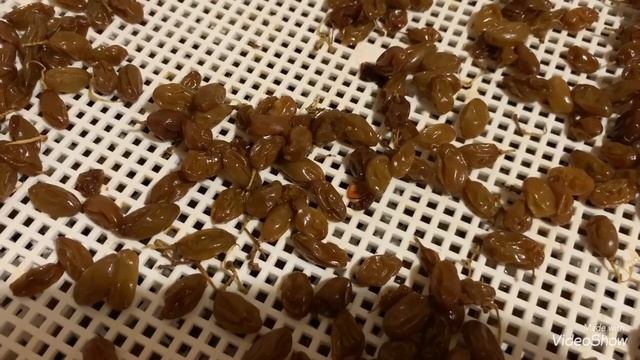 ????ИЗЮМ в домашних условиях. Не повторяйте мои ОШИБКИ!!!!???? смотреть онлайн