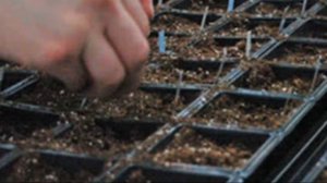 Как вырастить арбузы на даче