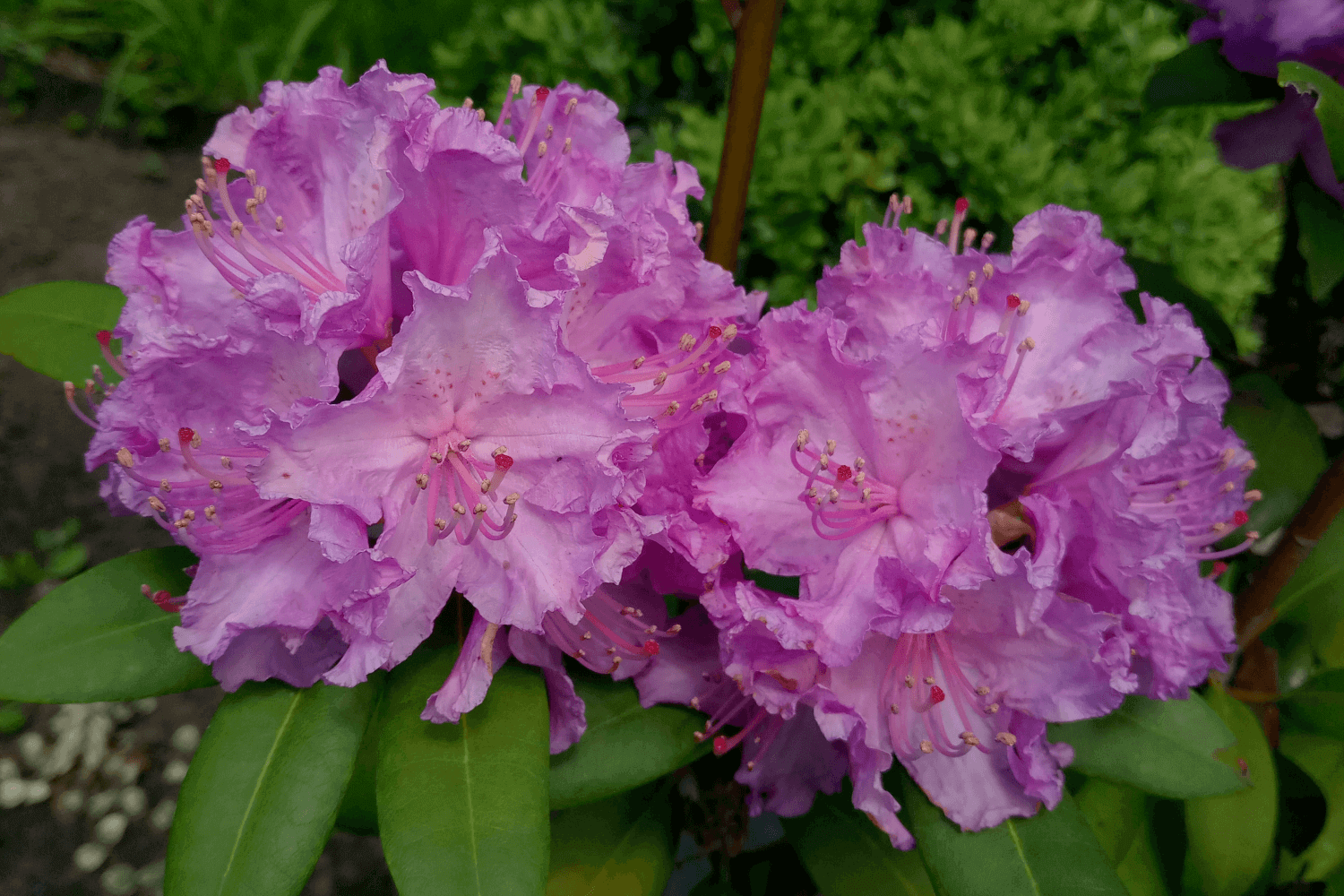 Рододендрон вечнозеленый "Alfred" (Rhododendron "Alfred")
