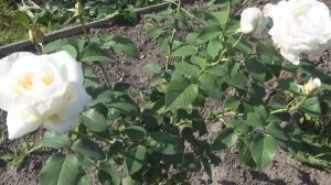 Неужели все РОЗЫ ПЕРЕСОРТ из одного питомника.