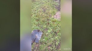 Посадка Туи Смарагд