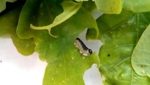 Дубовый черноголовый пилильщик