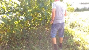 Монофосфат /монокалий фосфат/ калия против болезни оидиум на винограднике. Часть 1.